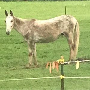 Meet your Posher, Alice